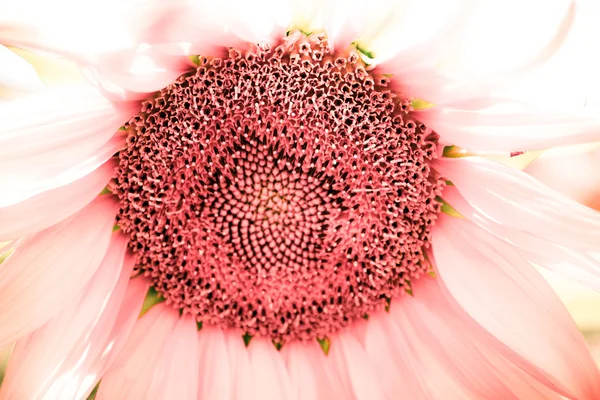 Infra Sunflower — Stock Photo, Image