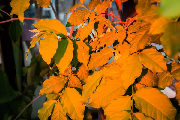 Folhas coloridas — Fotografia de Stock