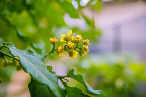 Gula blommor — Stockfoto