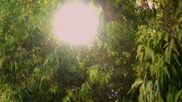 Солнце заглядывает сквозь ветви эвкалипта — стоковое видео