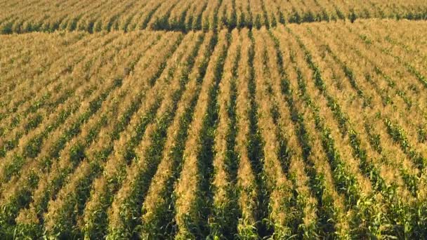 Кукурудзяне поле, що дме на вітрі Статичний довгий постріл — стокове відео
