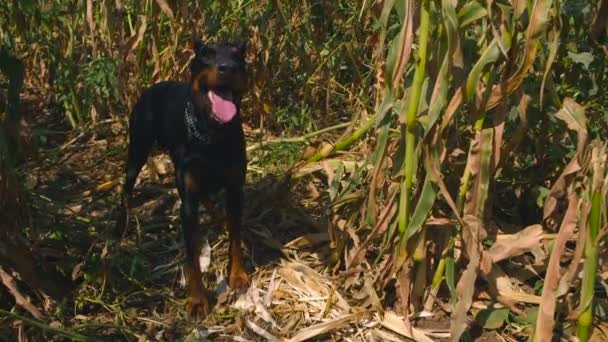 Doberman cane in piedi in un campo di grano fino a quando non se ne va — Video Stock