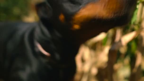 Собака добермана лает на кукурузном поле — стоковое видео