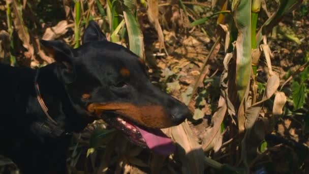 Собака Добермана стоит на кукурузном поле — стоковое видео