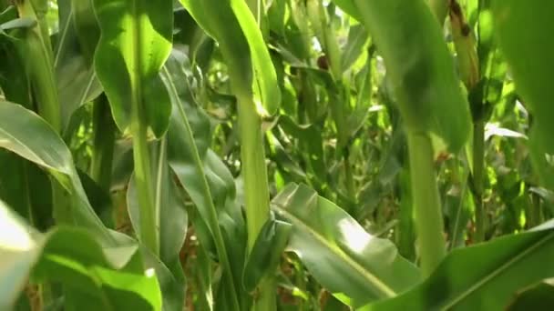 Stalk of the corn plant in a cornfield waving in the wind — Stock Video