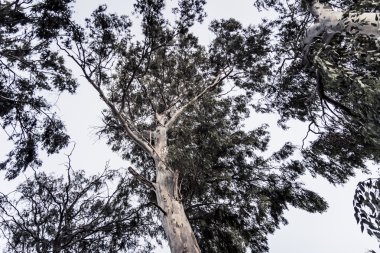 Aşağıdan karanlık okaliptüs ağacı göster