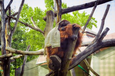 Hayvanat bahçesinde bir ağaçta oturuyor ve beyaz bir battaniye ile örtülü orangutan
