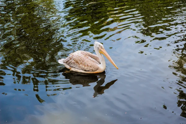 Pelican floating in the lake — Stock Photo, Image