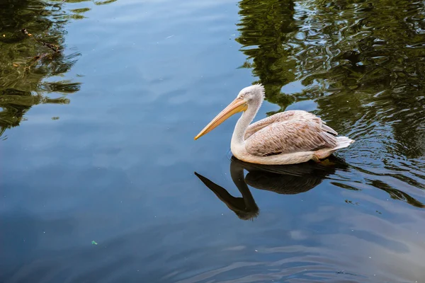 Pelikan schwimmt im See — Stockfoto