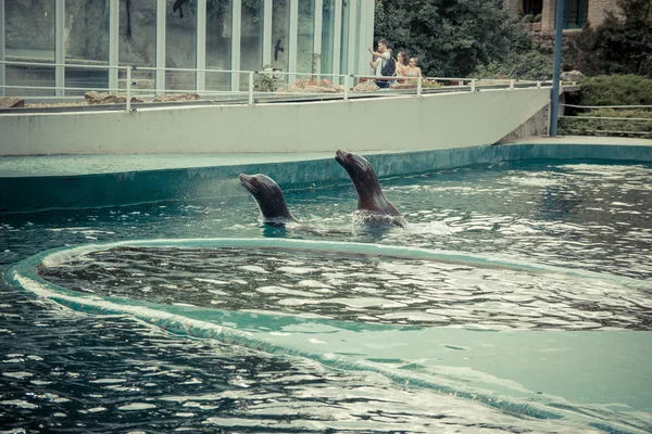 Las focas nadan y saltan al agua en el zoológico —  Fotos de Stock