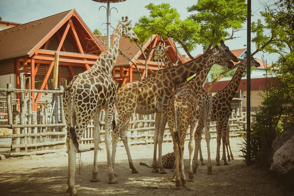 Grupp giraffer i djurparken — Stockfoto