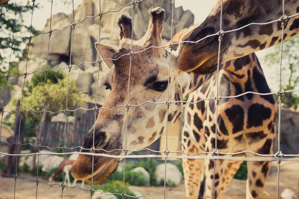 Giraffe bochten naar beneden en ziet er in de camera via een hek — Stockfoto