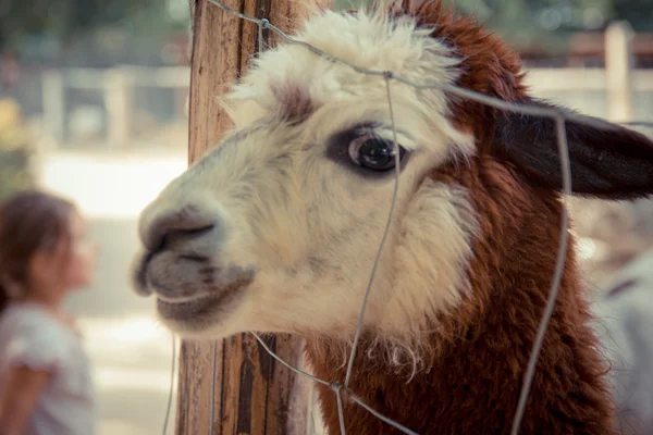 Lama peeking through the fence and smiling to the camera