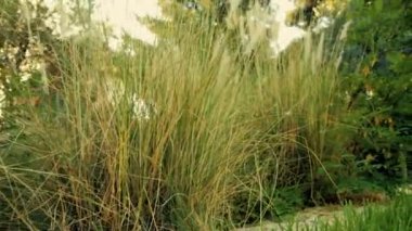 Sıcak bir günde bitki örtüsü