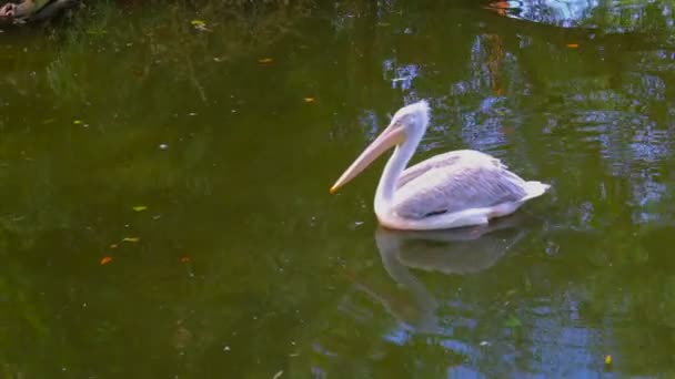 Pelican flytande i sjön — Stockvideo