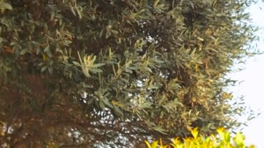 Aşağıdan sola kaydırma ile zeytin ağacı görüntüleyin