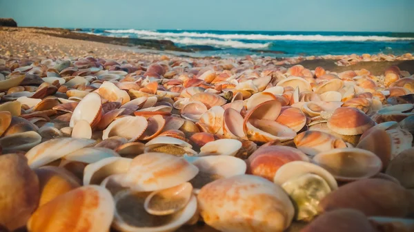 Mořské mušle na pláži — Stock fotografie