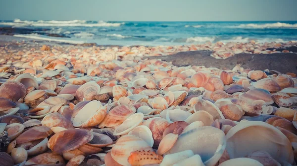 Морські мушлі на пляжі — стокове фото