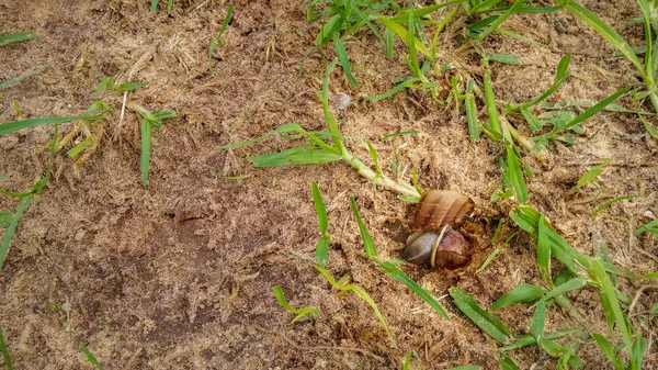 Martwy brązowy ślimak z ziemi uszkodzone powłoki w trawie — Zdjęcie stockowe