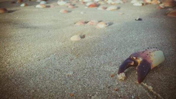 Artiglio di granchio morto sulla sabbia in spiaggia — Foto Stock