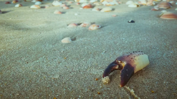 Dead crab claw on the sand at the beach — Stock Photo, Image