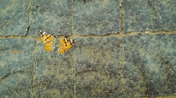 Martwy pomarańczowy motyl na chodniku — Zdjęcie stockowe