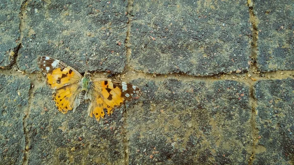 Dead orange butterfly on the pavement — Stock Photo, Image