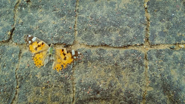 Martwy pomarańczowy motyl na chodniku — Zdjęcie stockowe
