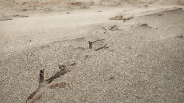 Ptak ślady na piasku plaży — Zdjęcie stockowe
