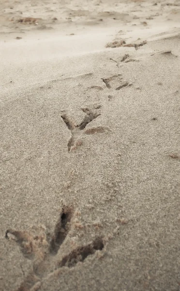 Ptak ślady na piasku plaży — Zdjęcie stockowe