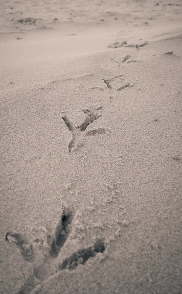 모래 해변에 새 발자국 — 스톡 사진