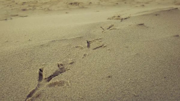 Ptak ślady na piasku plaży — Zdjęcie stockowe