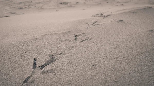 Empreintes d'oiseaux sur la plage de sable — Photo