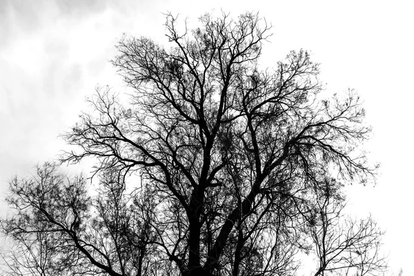 Silhueta de árvore nua - preto e branco — Fotografia de Stock