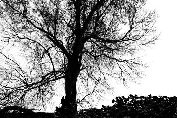 Silhouette d'arbre nu - noir et blanc — Photo