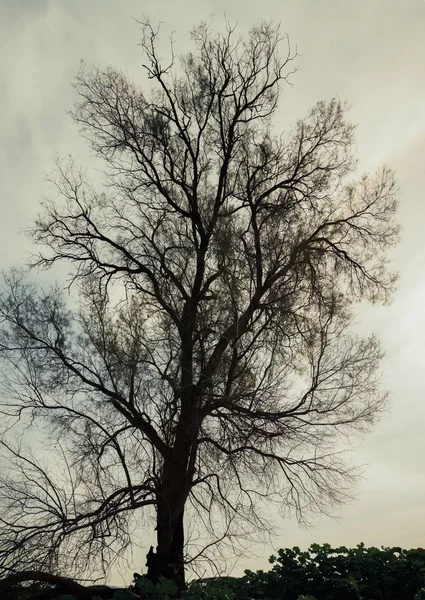 Silhouette des kahlen Baumes — Stockfoto