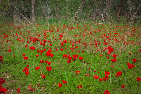 Gebied van rode anemonen — Stockfoto