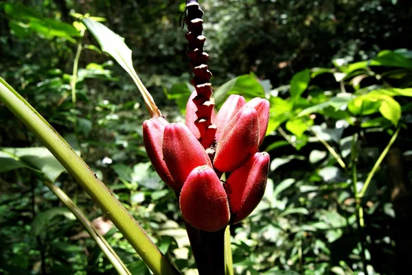 Flor exótica — Foto de Stock