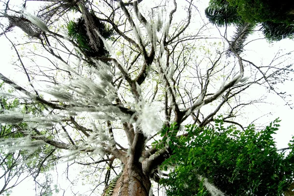 Arbre avec plante grimpante — Photo