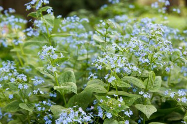 küçük mavi fakirler closeup unut