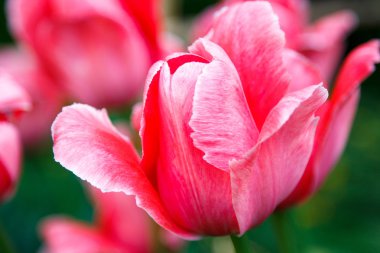 arka plan bulanık üzerinde güzel pembe ve Beyaz Lale