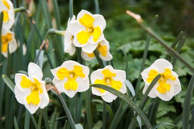 arka plan bulanık yapraklarda beyaz nergis