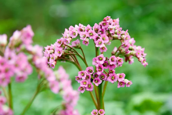Beautiful pink inflorescence on blurred background — Stock Photo, Image