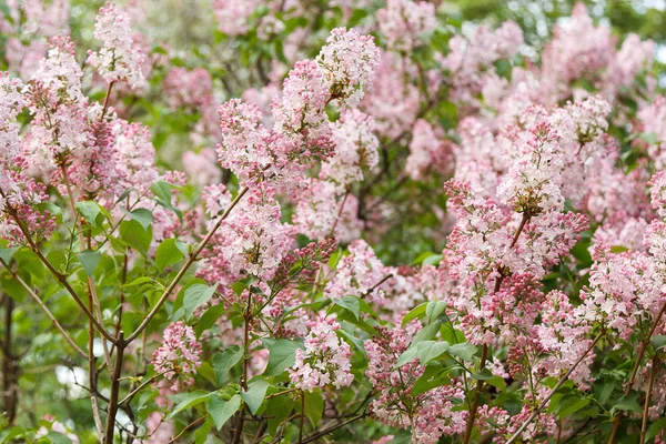 Lila větve pokryté růžovými květy — Stock fotografie