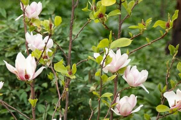 Buisson fleuri magnolia rose et blanc dans le feuillage — Photo