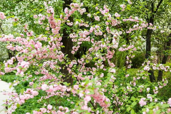 Rosier sauvage aux fleurs rose pâle — Photo