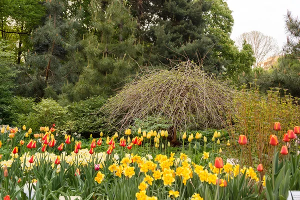 Tulipanes y narcisos frente a la composición del árbol — Foto de Stock