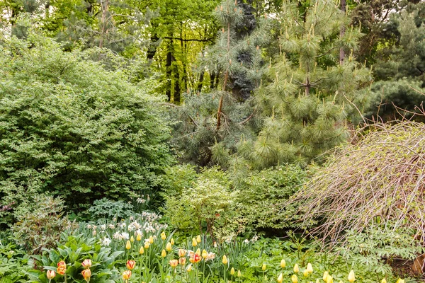 Tulipany i żonkile przed skład drzewa — Zdjęcie stockowe