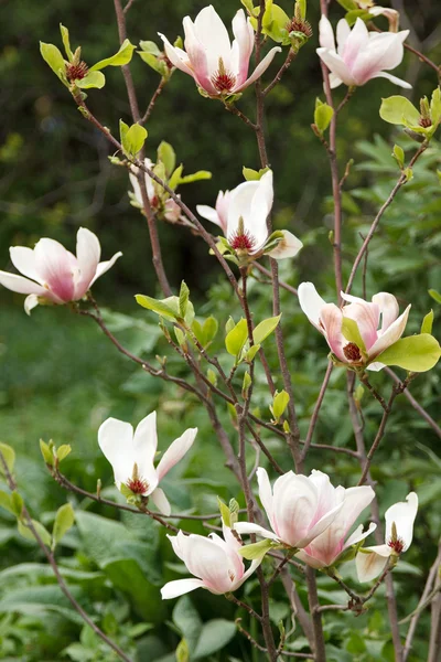 Buisson fleuri magnolia rose et blanc dans le feuillage — Photo