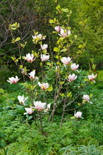 Arbusto floreciente magnolia rosa y blanca en el follaje — Foto de Stock